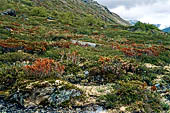 Parco Jotunheimen, Norvegia. La bassa vegetazione sub alpina.